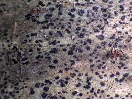 Attēlu rezultāti vaicājumam “Arthonia spadicea”