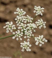 Attēlu rezultāti vaicājumam “Carum carvi flower”