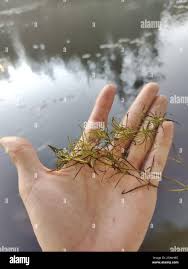 Attēlu rezultāti vaicājumam “Najas flexilis”