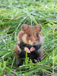 Image result for хомяк