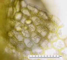 Attēlu rezultāti vaicājumam “Calypogeia sphagnicola”
