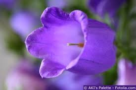 Image result for Marienglockenblumen