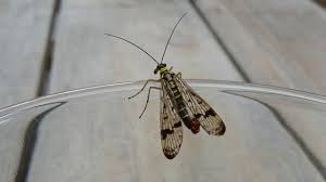 Attēlu rezultāti vaicājumam “Panorpa communis”