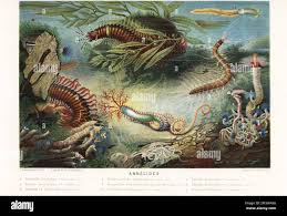 Attēlu rezultāti vaicājumam “Gulielmina vermicularis”