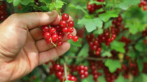 Bildergebnis für rote johannisbeeren