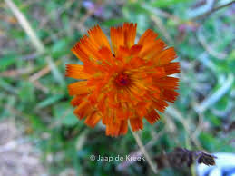 Image result for Hieracium aurantiacum