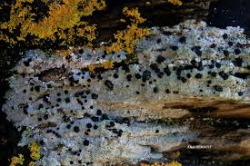 Attēlu rezultāti vaicājumam “Porpidia macrocarpa”