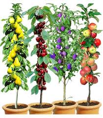 Attēlu rezultāti vaicājumam “Salix triandra fruit”