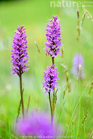 Attēlu rezultāti vaicājumam “Gymnadenia conopsea flower”