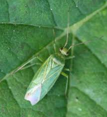 Attēlu rezultāti vaicājumam “Blepharidopterus angulatus”