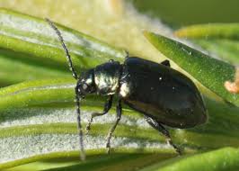 Attēlu rezultāti vaicājumam “Altica sp.”