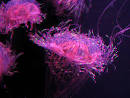 Microsoft buys Jellyfish comparison-shopping search engine | ZDNet