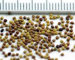 Attēlu rezultāti vaicājumam “Trifolium repens fruit”