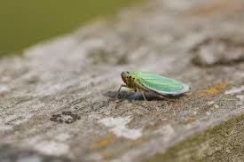 Attēlu rezultāti vaicājumam “Cicadella viridis female”