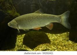Image result for Squalius cephalus