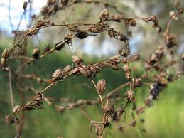 Attēlu rezultāti vaicājumam “Hypericum perforatum bud”