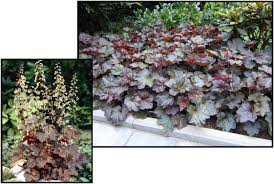 Image result for Heuchera `Palace Purple`