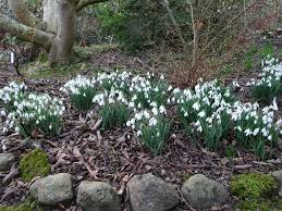 Attēlu rezultāti vaicājumam “Galanthus nivalis flower”