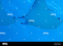 Image result for Mobula thurstoni