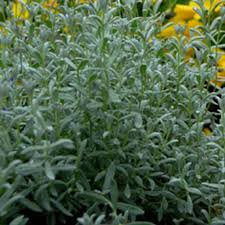 Image result for cerastium tomentosum