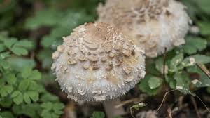 Attēlu rezultāti vaicājumam “Macrolepiota rhacodes”