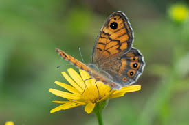 Attēlu rezultāti vaicājumam “Lasiommata megera underside”
