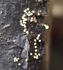 Attēlu rezultāti vaicājumam “Trichia varia spores”