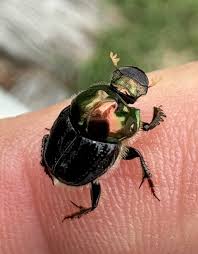 Attēlu rezultāti vaicājumam “Coleoptera”