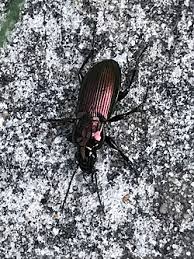 Attēlu rezultāti vaicājumam “Poecilus lepidus”