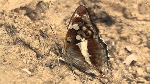 Attēlu rezultāti vaicājumam “Apatura iris female”