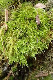 Attēlu rezultāti vaicājumam “Eurhynchium angustirete sporophyte”