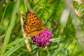 Attēlu rezultāti vaicājumam “Argynnis niobe”