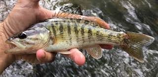 Image result for Micropterus