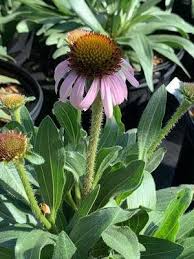 Image result for Echinacea angustifolia