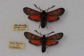 Attēlu rezultāti vaicājumam “Zygaena lonicerae larva”