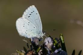 Attēlu rezultāti vaicājumam “Celastrina argiolus underside”
