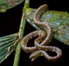 Attēlu rezultāti vaicājumam “Serpentes”