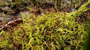 Attēlu rezultāti vaicājumam “Sciuro-hypnum curtum sporophyte”