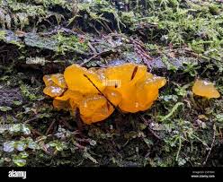 Attēlu rezultāti vaicājumam “Dacrymyces chrysospermus spores”