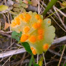 Attēlu rezultāti vaicājumam “Neocudoniella albiceps”