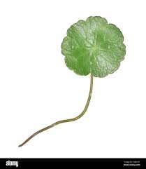 Attēlu rezultāti vaicājumam “Hydrocotyle vulgaris flower”