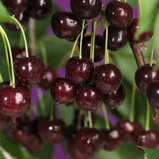 Attēlu rezultāti vaicājumam “Cerasus fruit”