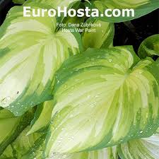 Image result for Hosta Warpaint