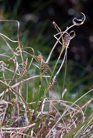 Attēlu rezultāti vaicājumam “Carex lepidocarpa leaf”