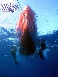 Image result for Abyss Dive Club