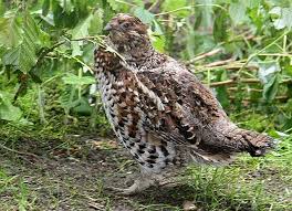 Attēlu rezultāti vaicājumam “Tetrastes bonasia”