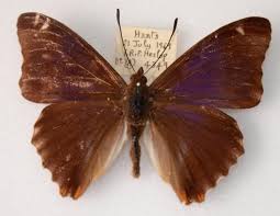 Attēlu rezultāti vaicājumam “Apatura iris underside”