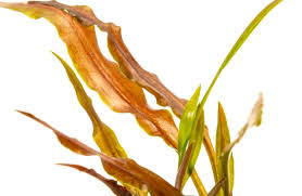 Attēlu rezultāti vaicājumam “Cribraria costata”