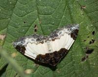 Attēlu rezultāti vaicājumam “Mesoleuca albicillata”