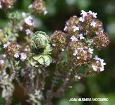Attēlu rezultāti vaicājumam “Bayeriola thymicola”